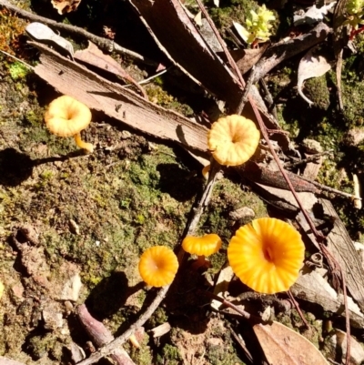 Lichenomphalia chromacea (Yellow Navel) at Bruce, ACT - 9 Oct 2020 by goyenjudy