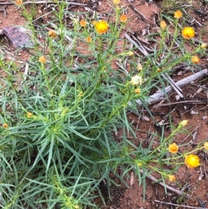 Xerochrysum viscosum at Watson, ACT - 8 Oct 2020