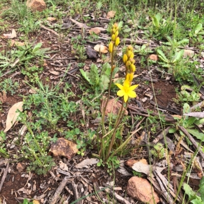 Bulbine bulbosa (Golden Lily, Bulbine Lily) at Watson, ACT - 8 Oct 2020 by Kristi