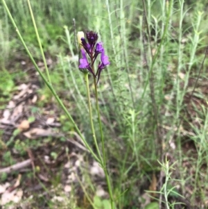 Linaria pelisseriana at Watson, ACT - 8 Oct 2020