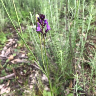 Linaria pelisseriana (Pelisser's Toadflax) at Watson, ACT - 8 Oct 2020 by Kristi