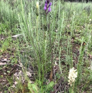 Linaria pelisseriana at Watson, ACT - 8 Oct 2020