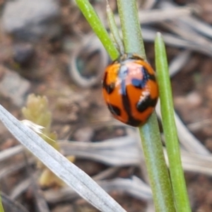 Coccinella transversalis at Latham, ACT - 10 Oct 2020