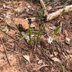 Wurmbea dioica subsp. dioica at Watson, ACT - 18 Sep 2020