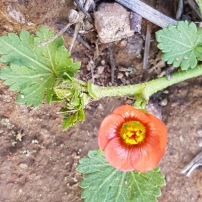 Modiola caroliniana (Red-flowered Mallow) at Latham, ACT - 10 Oct 2020 by tpreston