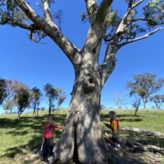 Eucalyptus bridgesiana (Apple Box) at Googong, NSW - 10 Oct 2020 by Wandiyali