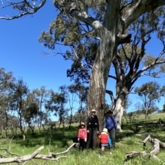 Eucalyptus melliodora (Yellow Box) at Googong, NSW - 10 Oct 2020 by Wandiyali