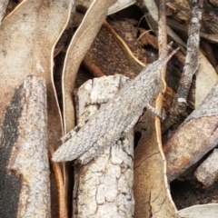 Acrididae sp. (family) (Unidentified Grasshopper) at Umbagong District Park - 10 Oct 2020 by tpreston