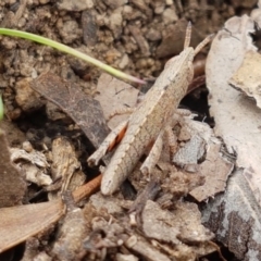 Acrididae sp. (family) at Latham, ACT - 10 Oct 2020