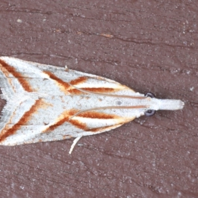 Arotrophora arcuatalis (Banksia Boring Moth) at Lilli Pilli, NSW - 7 Oct 2020 by jbromilow50
