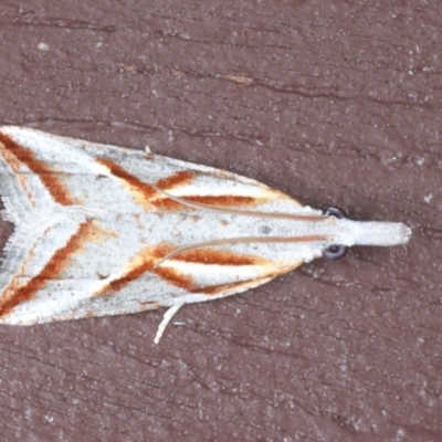 Arotrophora arcuatalis (Banksia Boring Moth) at Lilli Pilli, NSW - 7 Oct 2020 by jb2602