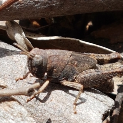 Acrididae sp. (family) (Unidentified Grasshopper) at Latham, ACT - 10 Oct 2020 by tpreston