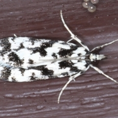 Eudonia aphrodes (A Crambid moth) at Lilli Pilli, NSW - 7 Oct 2020 by jbromilow50