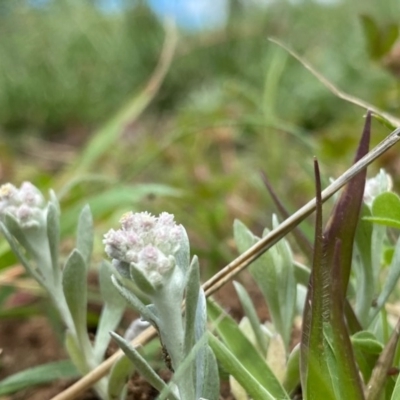 Pseudognaphalium luteoalbum (Jersey Cudweed) at Hughes, ACT - 10 Oct 2020 by KL