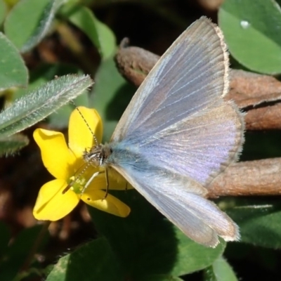 Zizina otis (Common Grass-Blue) at Fraser, ACT - 8 Oct 2020 by Laserchemisty