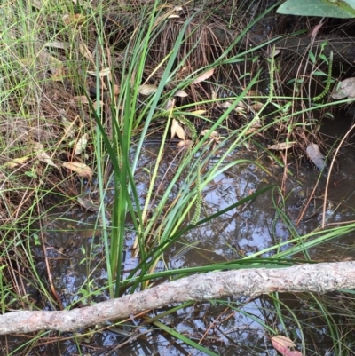 Unverified Plant at Narrawallee Foreshore and Reserves Bushcare Group - 8 Oct 2020 by Evelynm