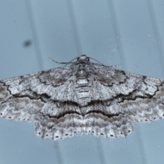 Cleora displicata (A Cleora Bark Moth) at Lilli Pilli, NSW - 7 Oct 2020 by jbromilow50