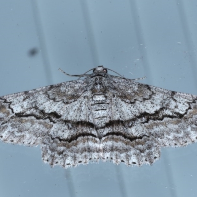Cleora displicata (A Cleora Bark Moth (Boarmiini) at Lilli Pilli, NSW - 7 Oct 2020 by jb2602