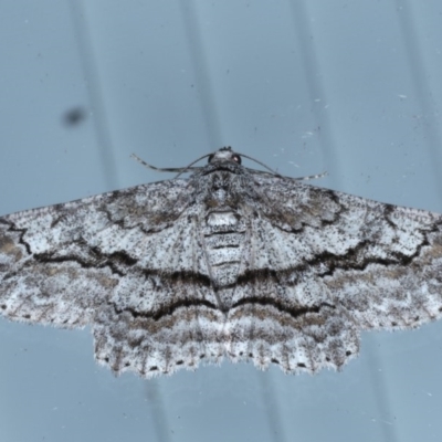 Cleora displicata (A Cleora Bark Moth) at Lilli Pilli, NSW - 7 Oct 2020 by jbromilow50