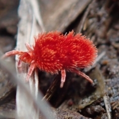 Trombidiidae (family) (Red velvet mite) at Fraser, ACT - 10 Oct 2020 by Laserchemisty