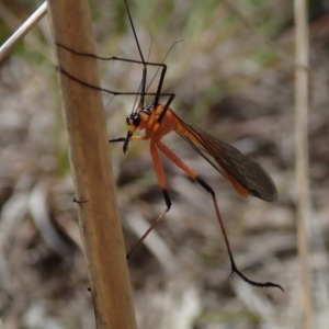 Harpobittacus australis at Fraser, ACT - 10 Oct 2020