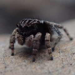 Maratus vespertilio (Bat-like peacock spider) at Fraser, ACT - 10 Oct 2020 by Laserchemisty