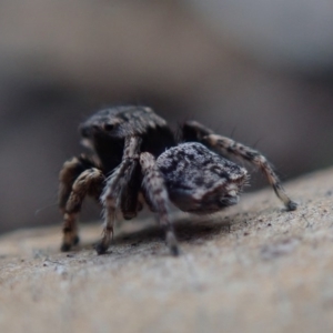 Maratus vespertilio at Fraser, ACT - 10 Oct 2020