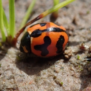 Coccinella transversalis at Fraser, ACT - 10 Oct 2020