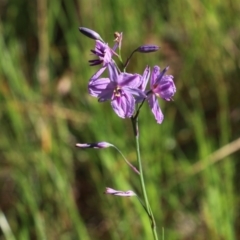 Arthropodium fimbriatum (Nodding Chocolate Lily) at Wodonga, VIC - 9 Oct 2020 by Kyliegw