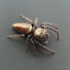 Opisthoncus sp. (genus) (Unidentified Opisthoncus jumping spider) at Kambah, ACT - 10 Oct 2020 by HarveyPerkins