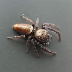 Opisthoncus sp. (genus) (Opisthoncus jumping spider) at Kambah, ACT - 10 Oct 2020 by HarveyPerkins