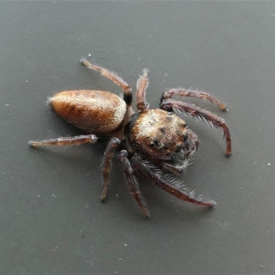 Opisthoncus sp. (genus) (Opisthoncus jumping spider) at Kambah, ACT - 10 Oct 2020 by HarveyPerkins