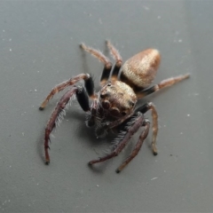 Opisthoncus sp. (genus) at Kambah, ACT - 10 Oct 2020 02:23 PM