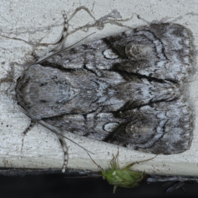 Fascionycta fasciata (Acronictinae Moth) at Lilli Pilli, NSW - 7 Oct 2020 by jbromilow50