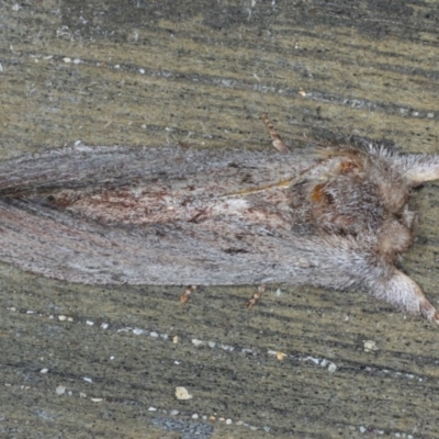 Destolmia lineata (Streaked Notodontid Moth) at Lilli Pilli, NSW - 6 Oct 2020 by jbromilow50