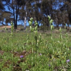 Hymenochilus bicolor (Black-tip Greenhood) at Gundaroo, NSW - 10 Oct 2020 by MaartjeSevenster