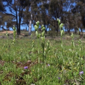 Hymenochilus bicolor at Gundaroo, NSW - 10 Oct 2020