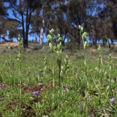 Hymenochilus bicolor (Black-tip Greenhood) at MTR591 at Gundaroo - 10 Oct 2020 by MaartjeSevenster