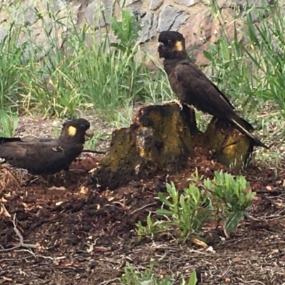 Zanda funerea (Yellow-tailed Black-Cockatoo) at O'Malley, ACT - 10 Oct 2020 by Tapirlord