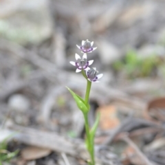 Wurmbea dioica subsp. dioica (Early Nancy) at Wamboin, NSW - 11 Sep 2020 by natureguy