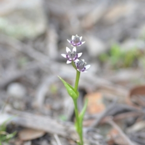 Wurmbea dioica subsp. dioica at Wamboin, NSW - 11 Sep 2020