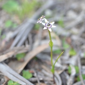 Wurmbea dioica subsp. dioica at Wamboin, NSW - 11 Sep 2020