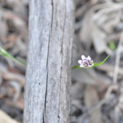 Wurmbea dioica subsp. dioica at Wamboin, NSW - 11 Sep 2020