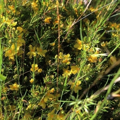 Hibbertia riparia (Erect Guinea-flower) at Wodonga, VIC - 10 Oct 2020 by KylieWaldon