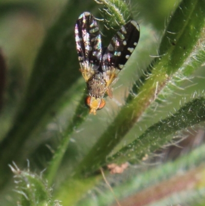 Spathulina acroleuca (A seed fly) at MTR591 at Gundaroo - 27 Sep 2020 by MaartjeSevenster