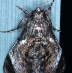 Salma pyrastis (A Pyralid moth (Epipaschiinae) at Lilli Pilli, NSW - 7 Oct 2020 by jb2602