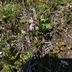 Lissanthe strigosa subsp. subulata (Peach Heath) at Kowen, ACT - 1 Oct 2020 by jamesjonklaas