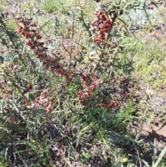 Daviesia genistifolia (Broom Bitter Pea) at Kowen, ACT - 1 Oct 2020 by jamesjonklaas