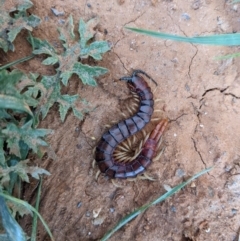 Cormocephalus aurantiipes (Orange-legged Centipede) at Thurgoona, NSW - 10 Oct 2020 by ChrisAllen