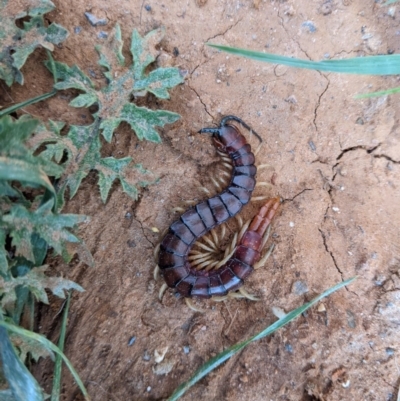 Cormocephalus aurantiipes (Orange-legged Centipede) at Thurgoona, NSW - 10 Oct 2020 by ChrisAllen